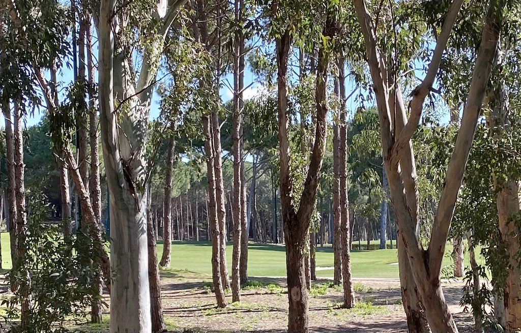 Pine-lined golf fairway in Belek